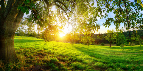 Sunset on a green meadow under a tree