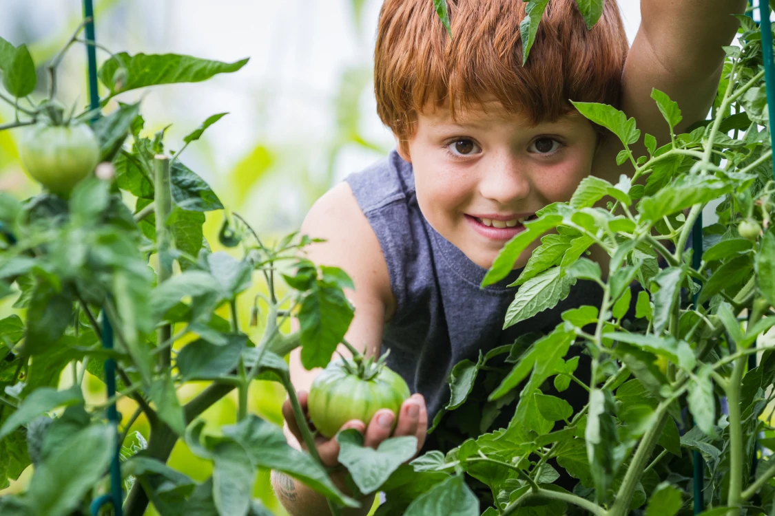 Ein Kind mit roten Haaren und grauem ärmellosen Oberteil hält eine grüne Tomate in der Hand und steht zwischen dichten Tomatenpflanzen im Garten.