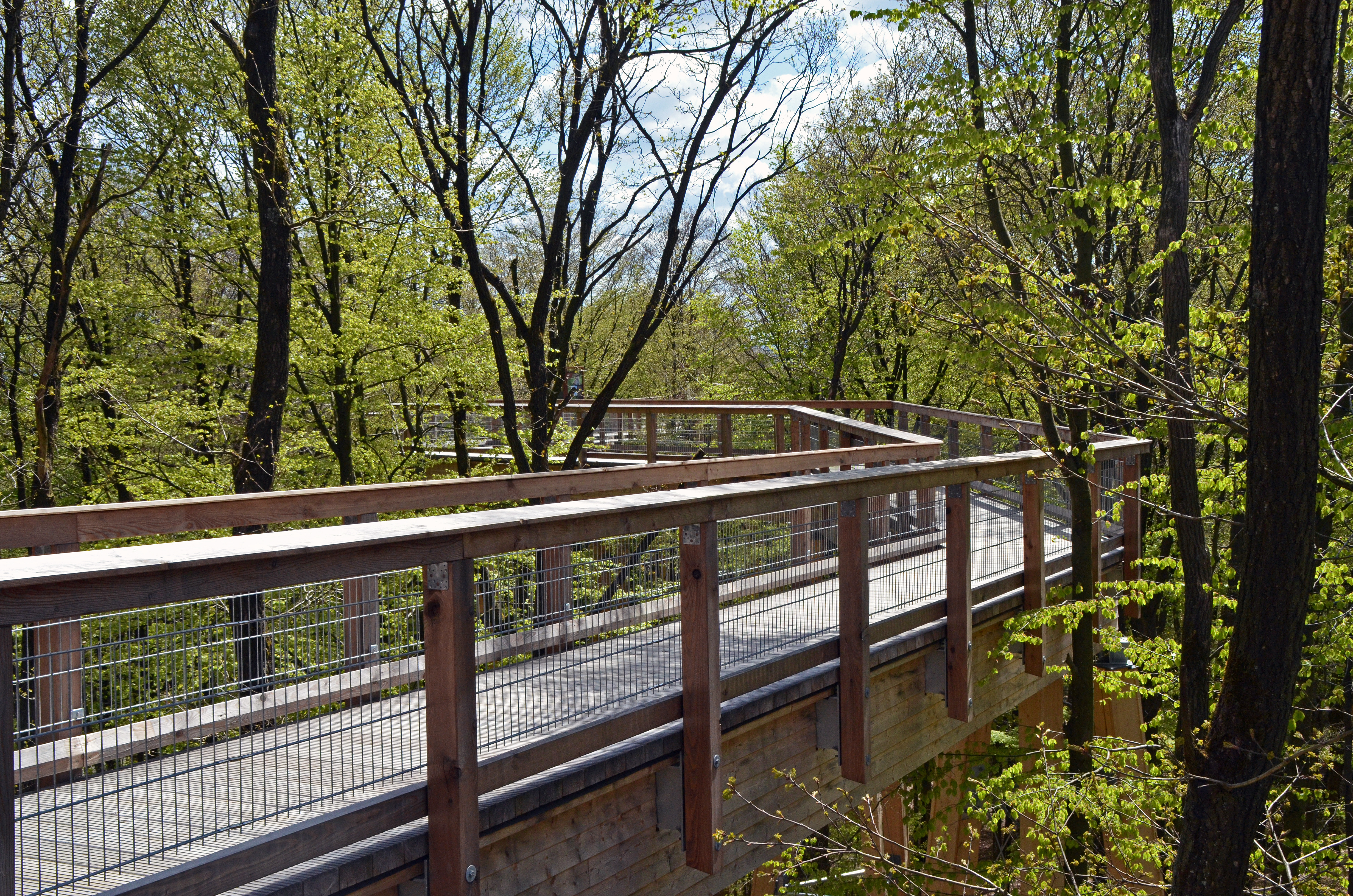 Ein hölzerner Baumwipfelpfad mit Geländern und Drahtgittern, der durch einen grünen, belaubten Wald führt. Der Himmel ist teilweise wolkig.